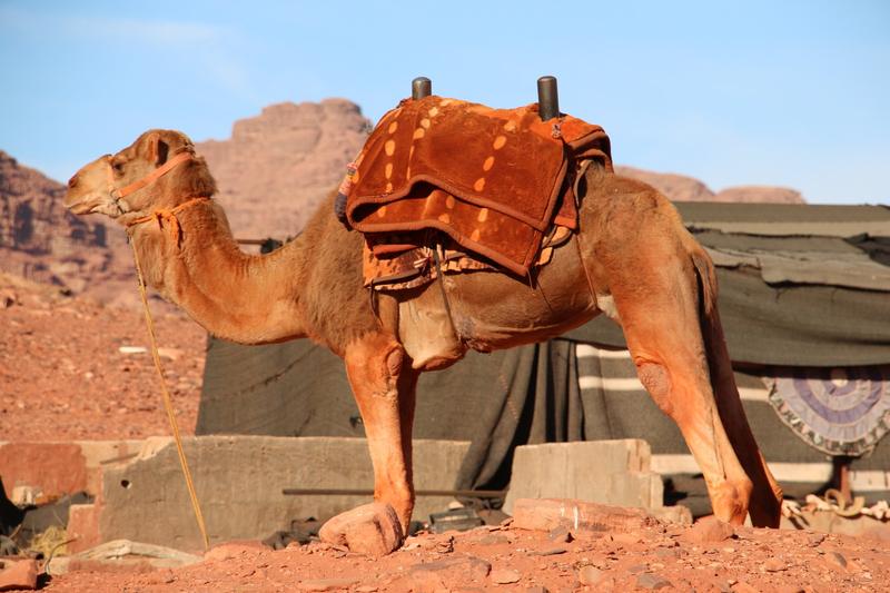 A saddled camel at the camp